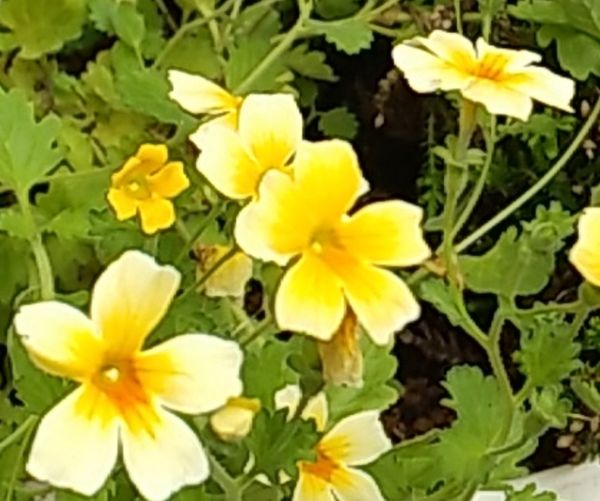 この黄色い花の名前を教えてください 直径2cm程の花で はっ 園芸相談q A みんなの趣味の園芸