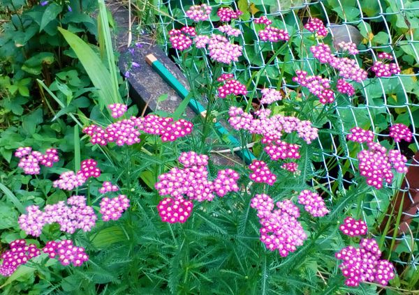 裏道のネットフェンスの前に可愛らしいピンクの花を見つけまし 園芸相談q A みんなの趣味の園芸