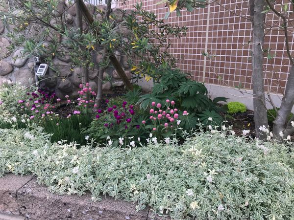 ３月はじめに植えた シレネユニフローラ 沢山のお花を咲かせ 園芸相談q A みんなの趣味の園芸