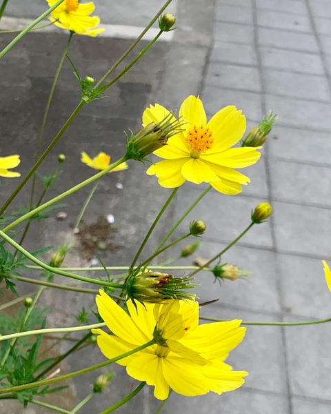 道端に咲いてました この花は何でしょうか 園芸相談q A みんなの趣味の園芸