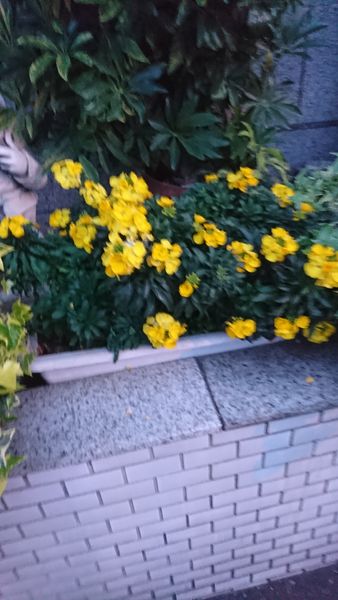 春 通り道の花壇に咲いていた黄色い花ミモザ マリーゴールド 園芸相談q A みんなの趣味の園芸