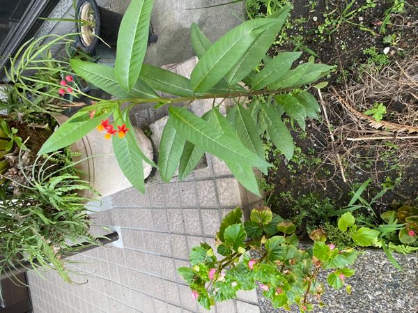 庭の雑草を取っていたら 片隅に咲いていたので玄関先に植え直 園芸相談q A みんなの趣味の園芸