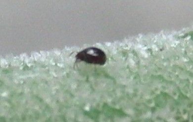 Jozpictsihmjh コレクション 虫の卵 黒い 小さい 虫の卵 黒い 小さい