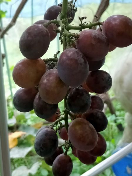 葡萄は実るのですが 実の付き方がしっくりきません 売られて 園芸相談q A みんなの趣味の園芸