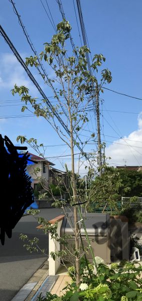 昨年植えた 3メートルほどの高さのハナミズキ白が昨年台風で倒 園芸相談q A みんなの趣味の園芸