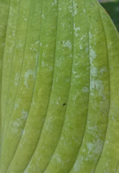 我が家のギボウシですが 小さな黒い虫がたくさんいます 写真 園芸相談q A みんなの趣味の園芸
