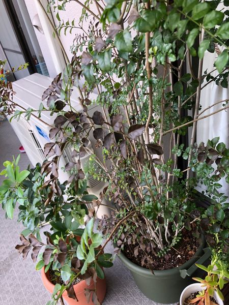 ベランダで鉢植えして2年目のシマトネリコの葉が急に茶色か変色 園芸相談q A みんなの趣味の園芸