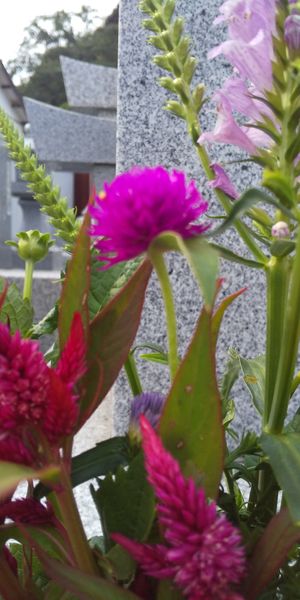 写真の中央に咲いている赤紫の丸い小さな花の名前を教えて下さい 園芸相談q A みんなの趣味の園芸