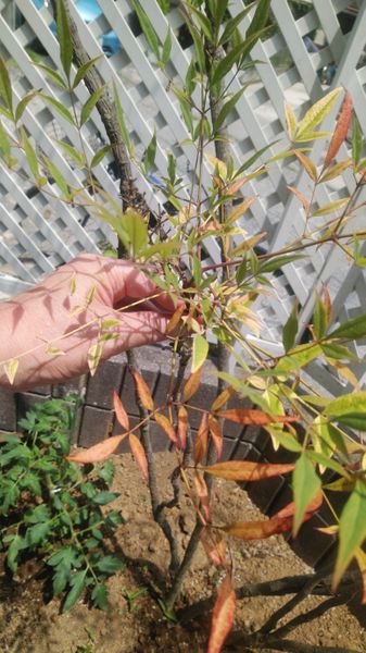 庭に植えている南天の木が元気が無いのですが その原因が知り 園芸相談q A みんなの趣味の園芸