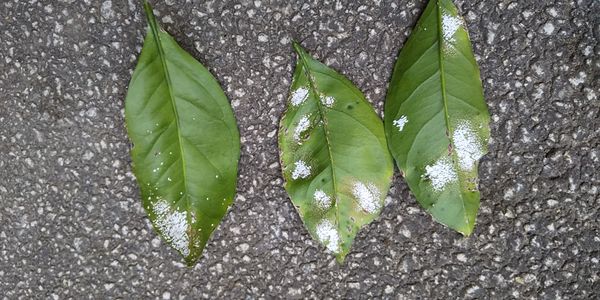 みかん が 害虫の被害にあっています ベニカを散布したので 園芸相談q A みんなの趣味の園芸