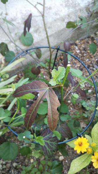 地植えのハイビスカス ロバツスの葉っぱが数枚茶色く変色してい 園芸相談q A みんなの趣味の園芸
