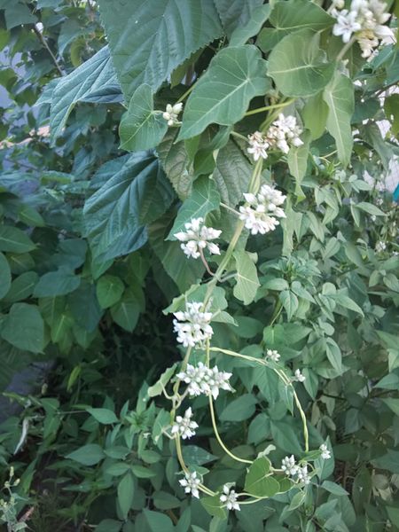 近所の空き地で見かけました 雑草かと思うのですが 初めて見 園芸相談q A みんなの趣味の園芸