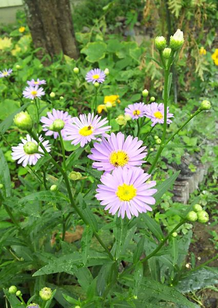 今庭に咲いている写真の花についてお尋ねします 強健でどこで 園芸相談q A みんなの趣味の園芸