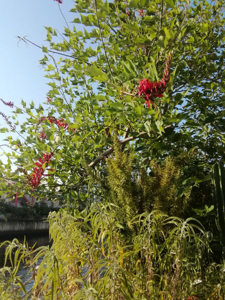 いつもジョギングする川沿いに 赤い花が咲いている樹木が在る 園芸相談q A みんなの趣味の園芸