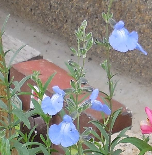 去年 母が寄せ植えに使ってた青い花 花が終わって根元に若い 園芸相談q A みんなの趣味の園芸