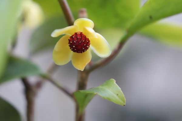 サネカズラ 今年はよく花をつけてますが どれもオス花です 雌 園芸相談q A みんなの趣味の園芸