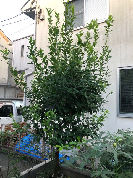自宅玄関前のシンボルツリーのレモンの木です 南東向です 植 園芸相談q A みんなの趣味の園芸