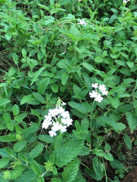 近くの庭で見つけた花ですが なんという植物かご存知の方いら 園芸相談q A みんなの趣味の園芸