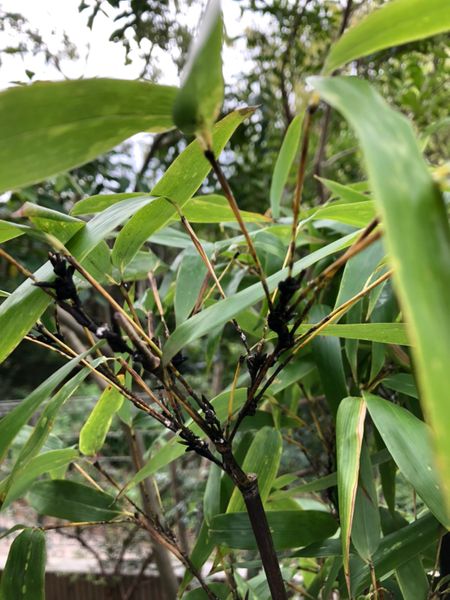 黒竹の茎に黒い炭のようなものがこびりついて 葉には白い斑点 園芸相談q A みんなの趣味の園芸