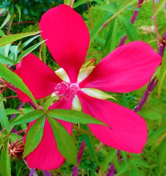 散歩の途中に見つけた綺麗なピンク色の花を見つけました この 園芸相談q A みんなの趣味の園芸