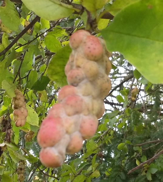 これは何の木でしょう 大きな木です 種のようですが ぶとう 園芸相談q A みんなの趣味の園芸