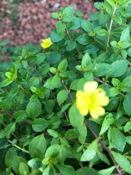 毎年 黄色い花が 一面に咲きます グランドカバーになってい 園芸相談q A みんなの趣味の園芸