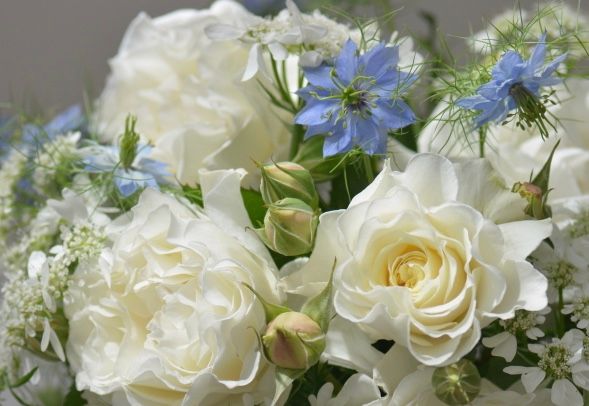 お花の名前を知りたいです こちらの写真の 白い薔薇以外のお 園芸相談q A みんなの趣味の園芸