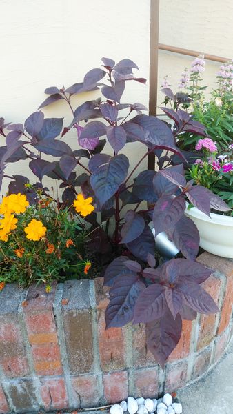 花壇に黄色コスモスと同じ頃 生えてきました 紫色の葉がきれ 園芸相談q A みんなの趣味の園芸