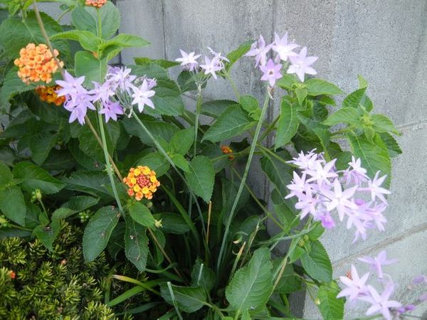 この花の名前教えてください 写真添付しました 埼玉県北部で 園芸相談q A みんなの趣味の園芸