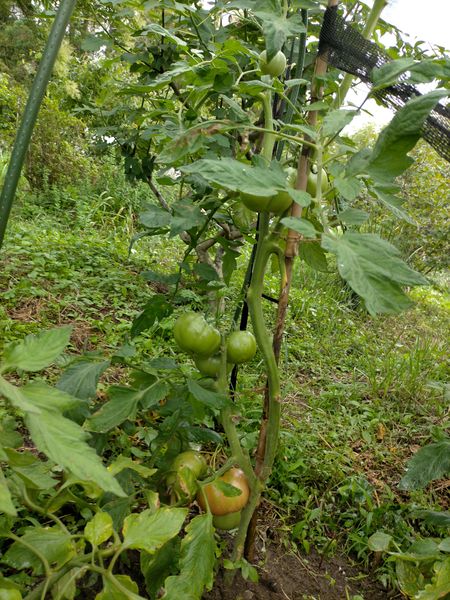 畑で路地で栽培している大玉トマトが大きな実を付けたまま枯れ 園芸相談q A みんなの趣味の園芸