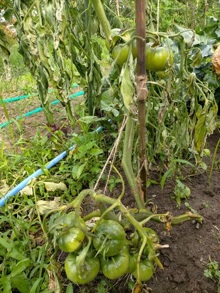 畑で路地で栽培している大玉トマトが大きな実を付けたまま枯れ 園芸相談q A みんなの趣味の園芸