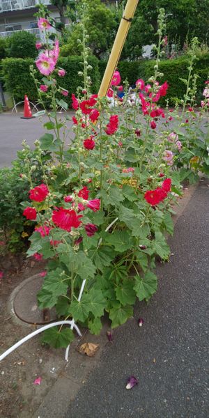 通り道に沢山咲いてます 背の高い花です 名前を教えて下さい 園芸相談q A みんなの趣味の園芸