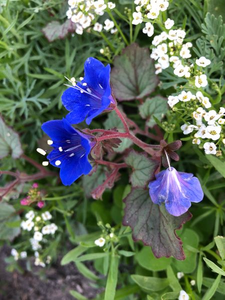この青い花はなんでしょうか ワイルドフラワーの種と言う い 園芸相談q A みんなの趣味の園芸