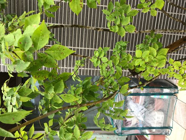 アオダモの葉に斑点が沢山あります 夏頃から少しはありました 園芸相談q A みんなの趣味の園芸