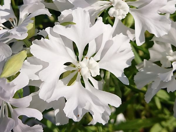 ワイルドフラワーの中の種を撒いての花です 白とピンク色の花 園芸相談q A みんなの趣味の園芸