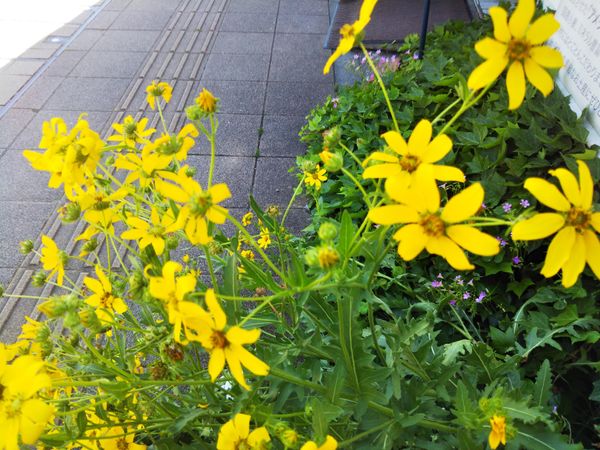 この黄色い花の名前を知りたいです キク科だと思いますが キ 園芸相談q A みんなの趣味の園芸