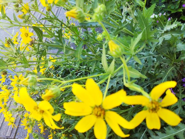 この黄色い花の名前を知りたいです キク科だと思いますが キ 園芸相談q A みんなの趣味の園芸