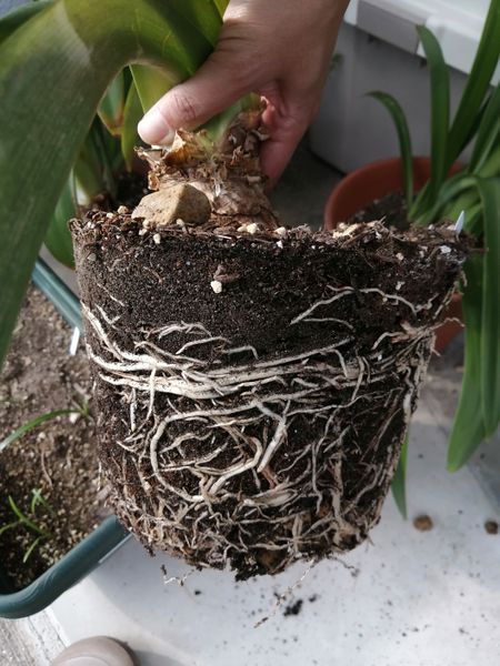 植木鉢で育てているアマリリスですが 根っこだらけです 今す 園芸相談q A みんなの趣味の園芸