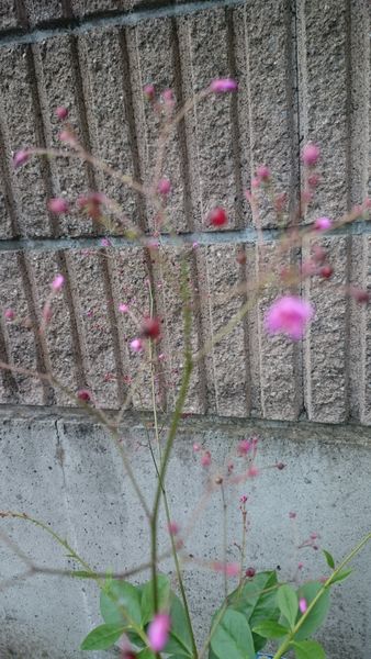 プランターにいつの間にかはえてきた植物です ピンク色の小さ 園芸相談q A みんなの趣味の園芸