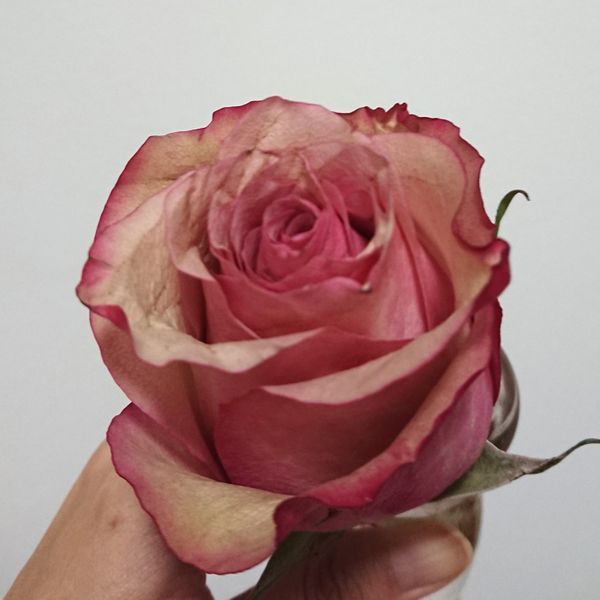 いただいた花束に一本使われていた薔薇の品種が気になります 園芸相談q A みんなの趣味の園芸