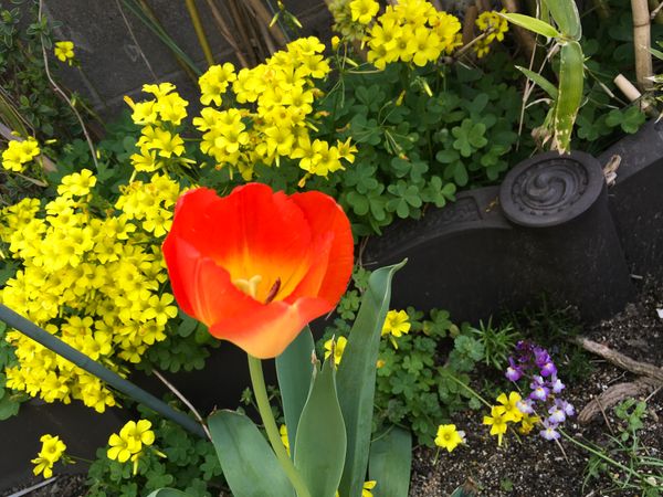 オキザリスが庭中にはびこって困っています 花は綺麗だし沢山 園芸相談q A みんなの趣味の園芸