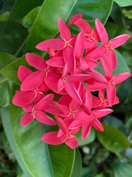 名前ご教示下さい ハワイで撮影しました 花が４弁でたしか 園芸相談q A みんなの趣味の園芸