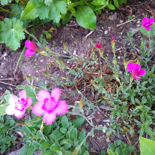 耐寒性宿根草 標高約1300mの日向の庭 6月始めに咲き出しまし 園芸相談q A みんなの趣味の園芸