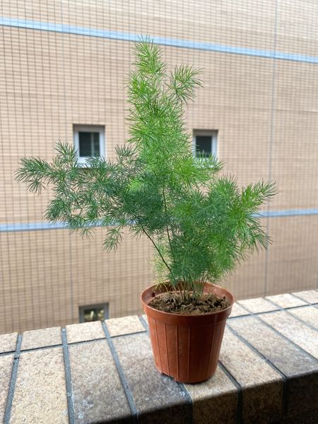 植物 名前 わからない 観葉 観葉植物の名前がわからないときにおすすめの調べ方！本やサイト、アプリで調べてみよう｜農業・ガーデニング・園芸・家庭菜園マガジン[AGRI PICK]