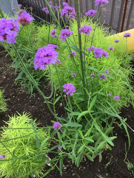 この花の名前は何でしょうか 頂き物の苗で 紫の花が咲くと聞 園芸相談q A みんなの趣味の園芸