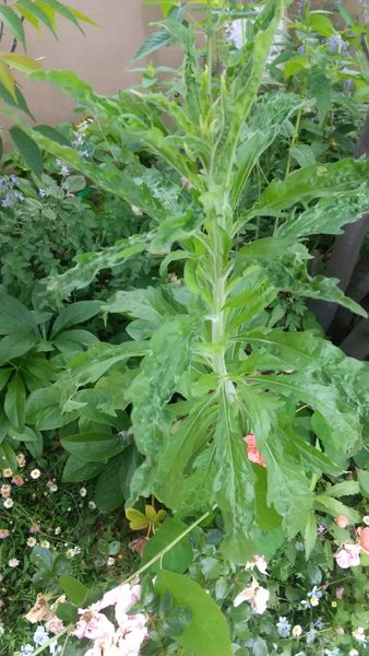 こんにちは 庭でこの３種類の草がどんどん大きくなってきてい 園芸相談q A みんなの趣味の園芸