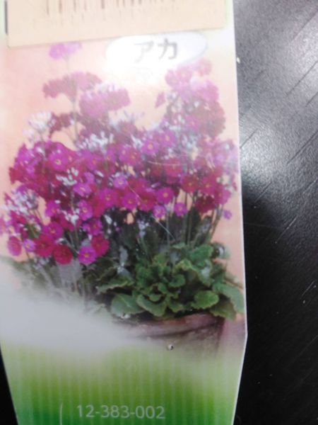花の名前を教えてください １ ポット苗のタグの表面の商品名 園芸相談q A みんなの趣味の園芸