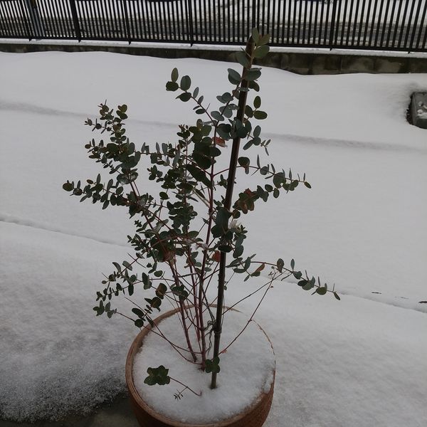 ユーカリグニーを春に鉢植えしました 一度 おそらく 水切れ 園芸相談q A みんなの趣味の園芸