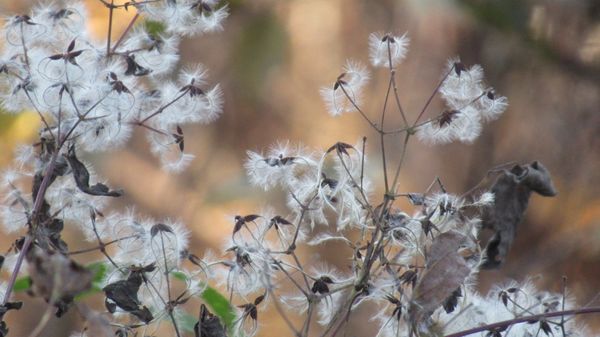 この植物の名前を教えてください 白い綿のようなのは種子でし 園芸相談q A みんなの趣味の園芸