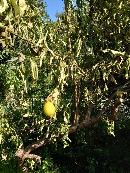 レモンの木が 突然に枯れて来ました 果実も同様に嗄れていま 園芸相談q A みんなの趣味の園芸